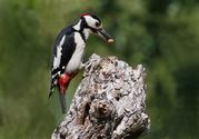 Brian Macfarlane - Gt Spotted Woodpecker